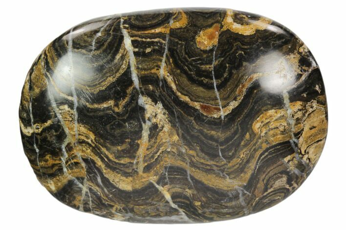 Polished Stromatolite (Greysonia) Pebble - Bolivia #126354